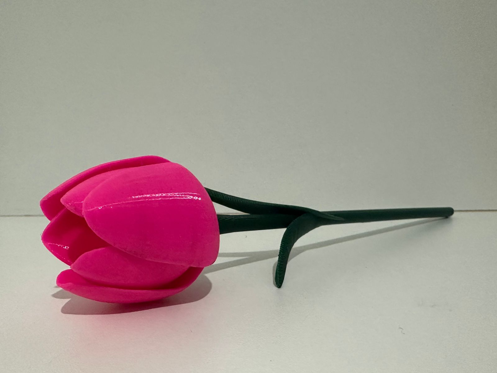 TULIPA PINK